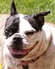 Bouledogue franais UKKIE